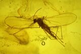 Fossil Fly (Diptera) & Wasp (Hymenoptera) In Baltic Amber #234405-1